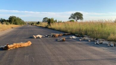 El coronavirus en Sudáfrica ha afectado a su fauna en los sectores en cuarentena