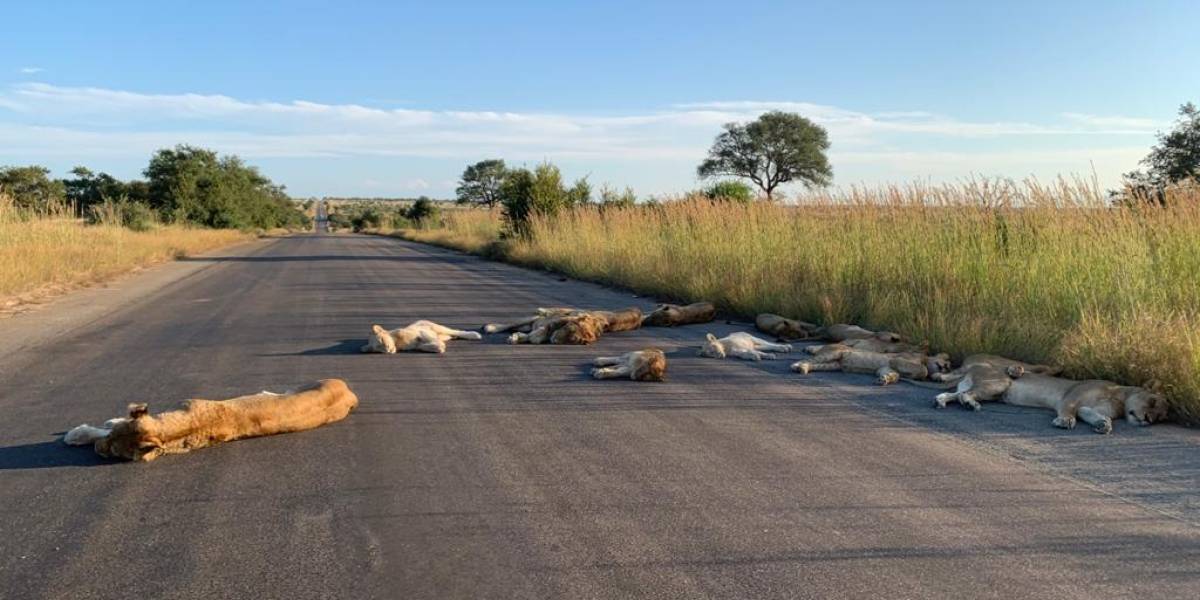 El coronavirus en Sudáfrica ha afectado a su fauna en los sectores en cuarentena