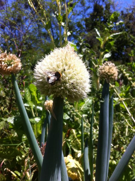 MC Queen te enseña cómo empezar una huerta