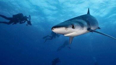 amenazas que sufren los tiburones de Chile