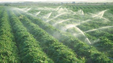 contaminación del agua a causa de la producción agrícola