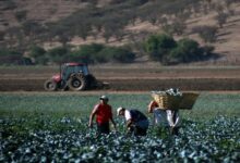 empresas agrícolas del Maule son focos de coronavirus