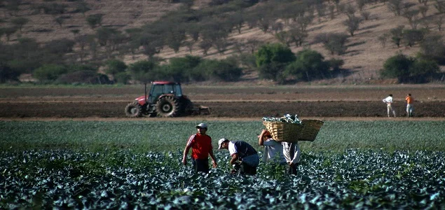 empresas agrícolas del Maule son focos de coronavirus