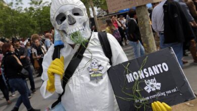 Tribunal Constitucional falla a favor de Monsanto