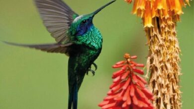 colapso de los ecosistemas