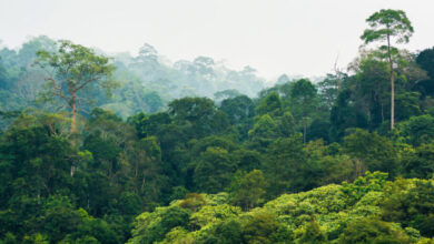 Bosques tropicales