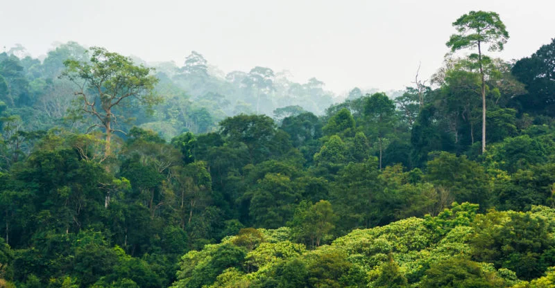 Bosques tropicales