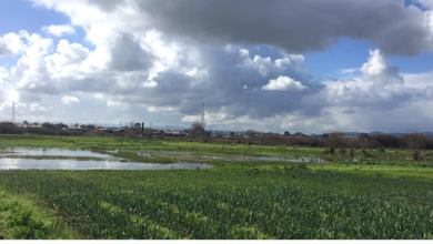 Humedal Marisma Rocuant Andalien