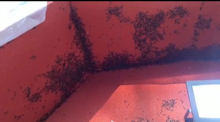 Plaga de moscas en Paine