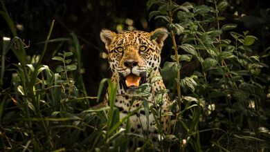 Jaguar en el Pantanal Matogrossense, Brasil.