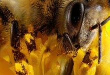Abejas en América Latina