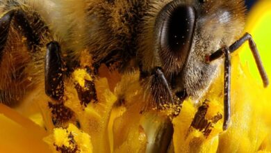 Abejas en América Latina