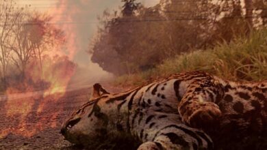 Pantanal sufre peor incendio en décadas