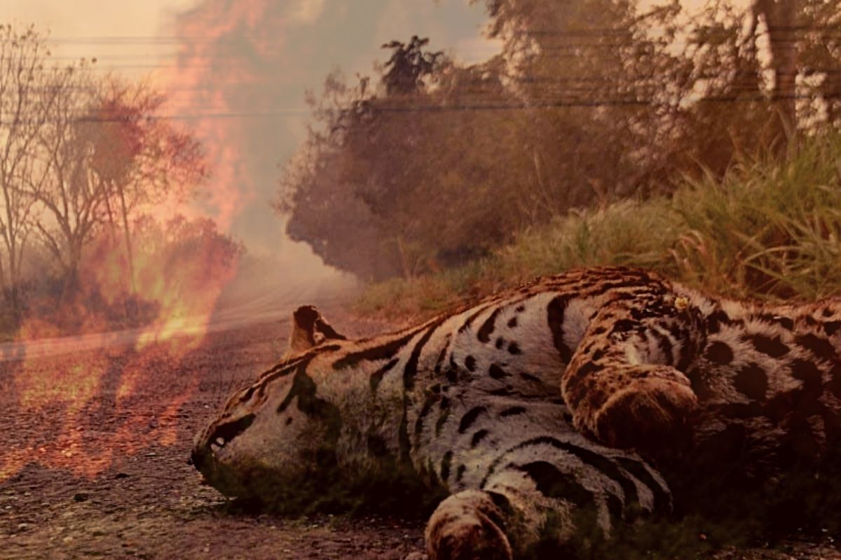 Pantanal sufre peor incendio en décadas