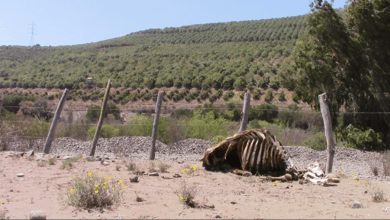 crisis del agua en Chile