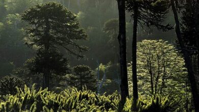 Conaf permite tala ilegal de bosque nativo