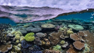 Pristine Seas. Créditos: National Geographic