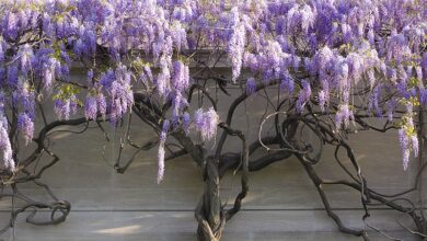 Trepadoras y enredaderas. Wisteria