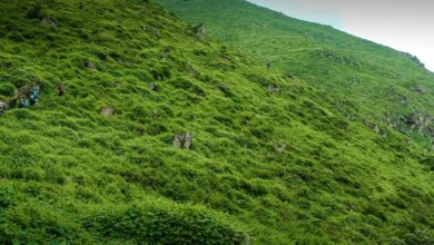 Lomas de Lúcumo en Lima