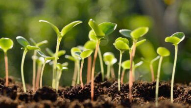 qué plantar en noviembre