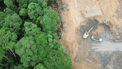 deforestacion global