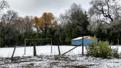 Los Laureles Longaví