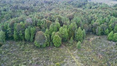 Día Mundial de los Bosques