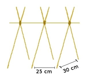 porotos como sembrar