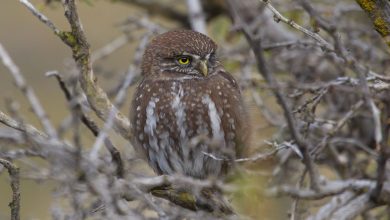 Chuncho | rescatista de aves es arrestado en Peñalolén