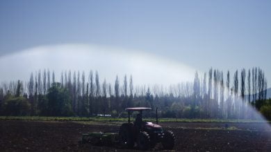 privatización de Anasac. La situación campesina - temporera en el Maule y su necesidad de organización