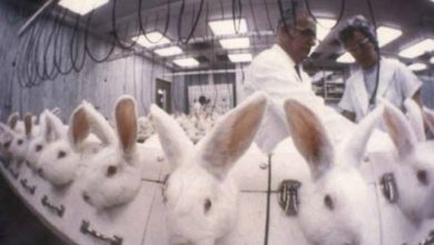 experimentación en animales