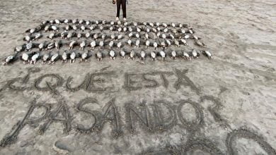 aves en playa de Iquique