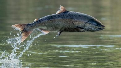 triunfo contra salmonera