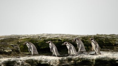 Alianza Humboldt: “Mientras esté la amenaza de Dominga y Cruz Grande el Archipiélago no estará protegido”