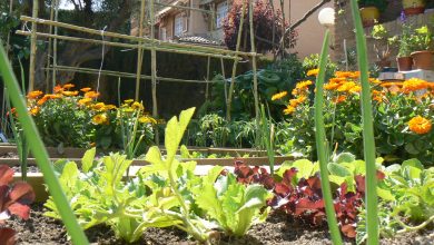 Qué plantar en abril en el hemisferio sur