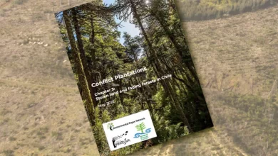 modelo forestal
