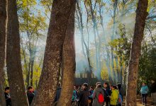 baños de bosque