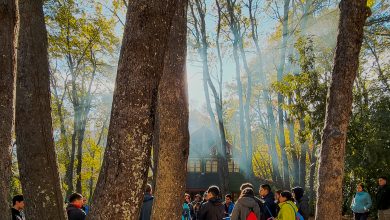 baños de bosque