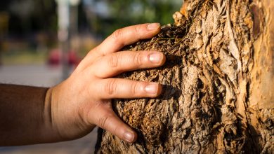 Buscando mixturar arte sonoro y arboricultura, y fortalecer el vínculo de la ciudadanía con los árboles, la compañía Organismo Teatro y la Sociedad Chilena de Arboricultura se encuentran desarrollando una original aplicación para crear un audio recorrido por árboles de la comuna de El Bosque. Esto es Árboles Ciudadanos.
