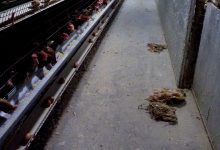 Walmart en la mira: investigación revela preocupante realidad de gallinas enjauladas para producción de huevos. Comida