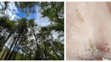 Una inusual plaga está afectando a distintas especies del bosque nativo en el sector de Las Trancas en la Región de Ñuble.