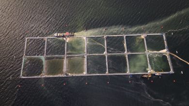 La Resolución Calificación Ambiental (RCA) de las plantas Clarence 6 y Clarence 14 de la salmonera Nova Austral fue declarada ilegal.