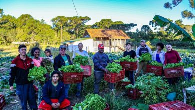 Brasil: Cómo las cooperativas del MST brindan una alternativa humana y digna a los agronegocios