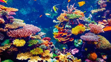 7 documentales ecológicos para ver en Semana Santa en Netflix