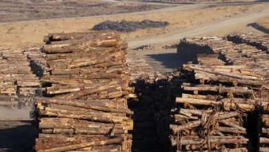 Modelo forestal chileno en la mira internacional: estrenan documental alemán sobre sus impactos socioambientales