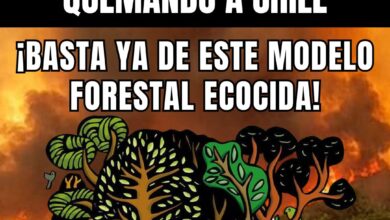 modelo forestal